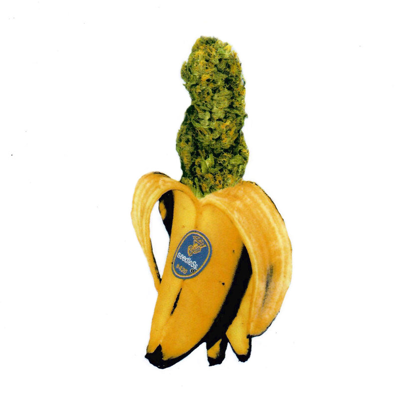 Culture Sticker - Seedless Banana 4x7" - The Cave